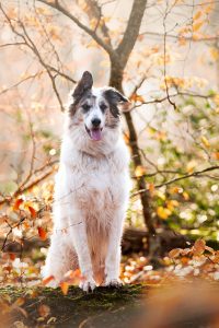 photographe animalier chien extérieur Ain Bourg-en-Bresse